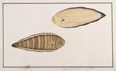 Zebra Sole, from Drawings of Fishes from Malacca, c.1805-18 by Chinese School